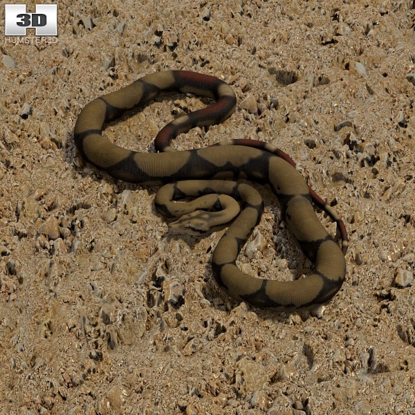 3D model of Boa Constrictor