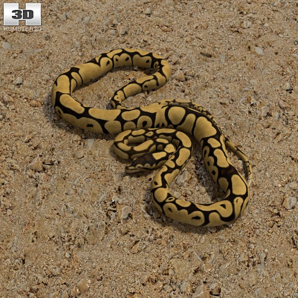 3D model of Common Python