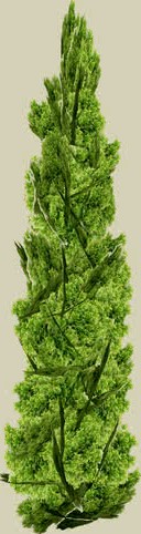 Arb