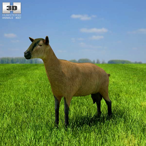 3D model of Alpine Goat