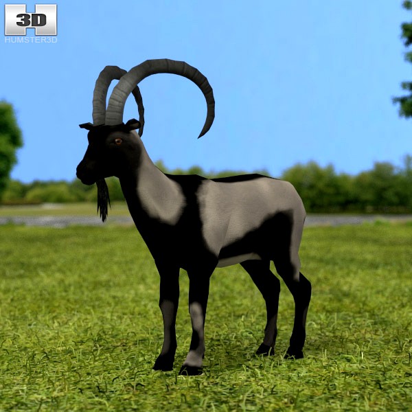 3D model of Wild Goat