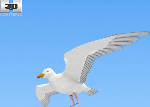 3D model of Common Gull
