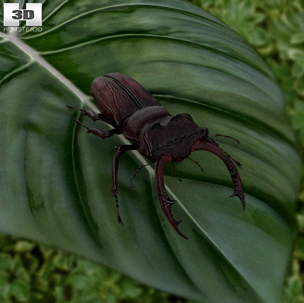 3D model of Stag Beetle