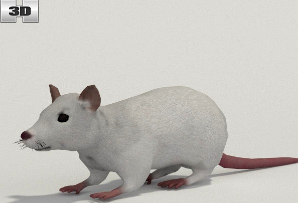 3D model of White Rat