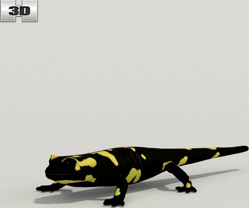 3D model of Spotted Salamander