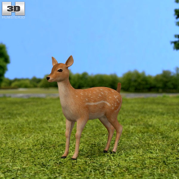 3D model of Fallow Deer Fawn