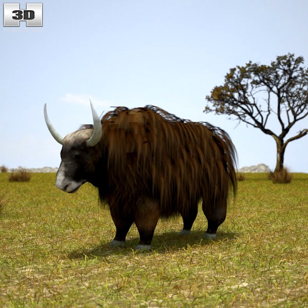 3D model of Yak