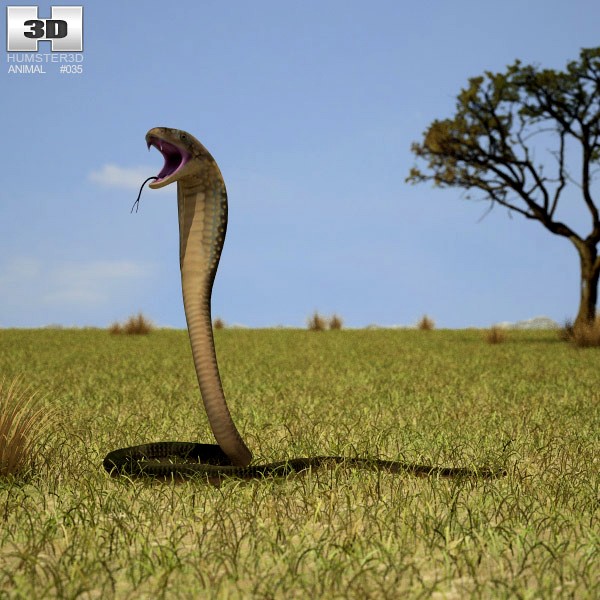 3D model of Indian Cobra