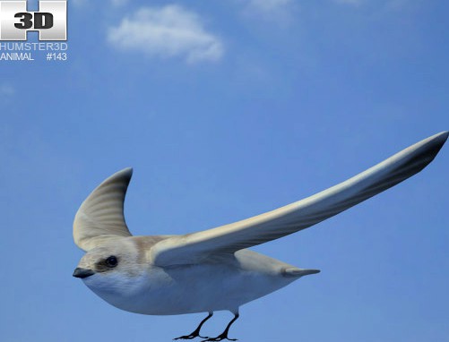 3D model of Sand Martin