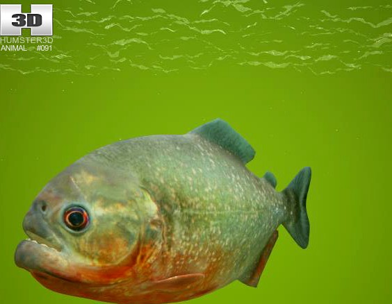 3D model of Red-Bellied Piranha