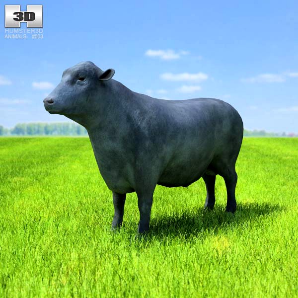 3D model of Angus Bull