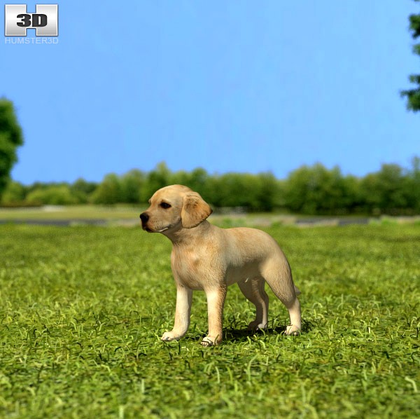 3D model of Labrador Retriever Puppy