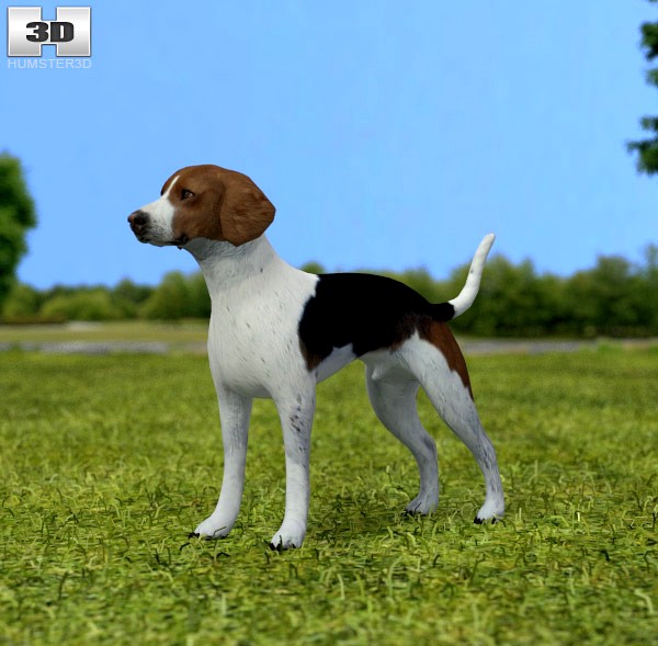 3D model of English Foxhound