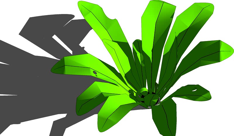 Asplenium nidus