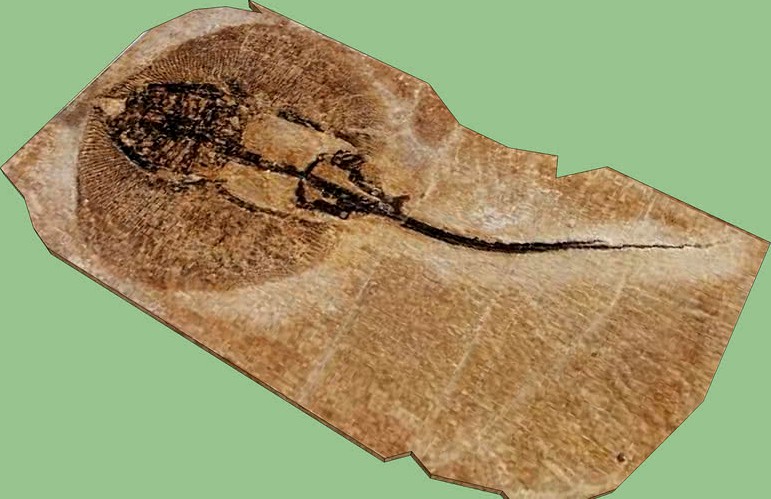 cyclobatis