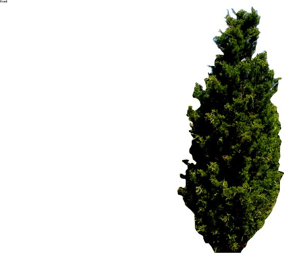 Brodie Juniper