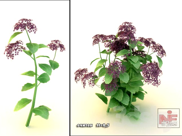 Sedum