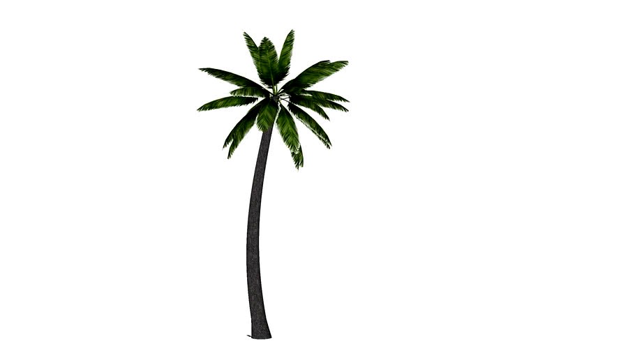 Coqueiro / Palm tree