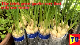 basket for grow garlic only use water