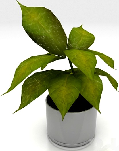 Pet plant