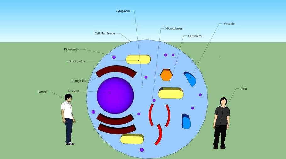 Cell