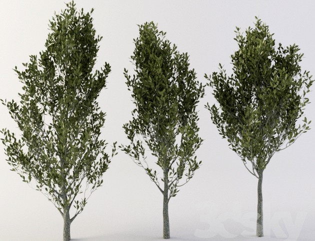 Laurel (chery laurel)
