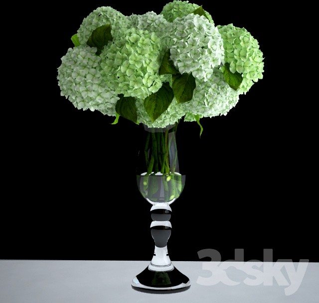 White hydrangea