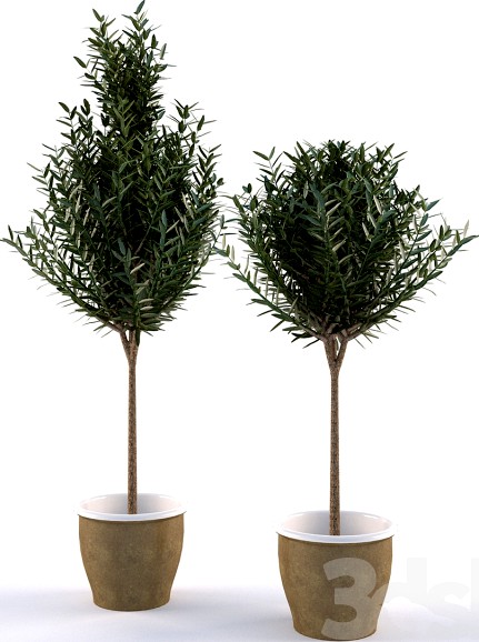 Olive Tree