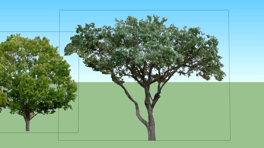 2D TREES VRAY