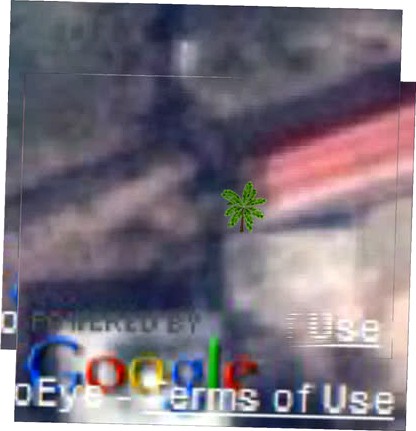 coconet tree