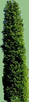 Pencil Point Juniper