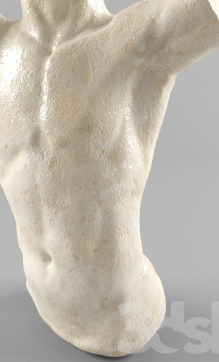 Torso
