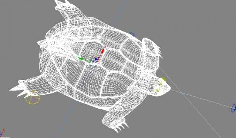 turtle3d model