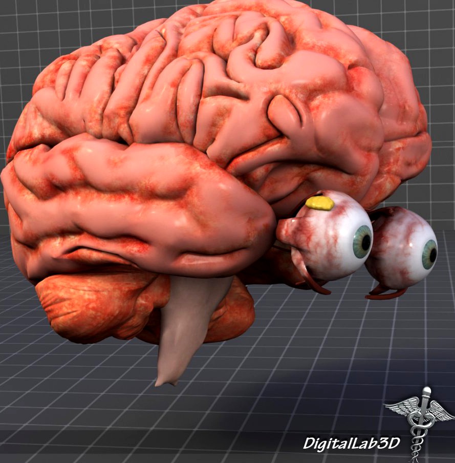 Eye and Brain3d model
