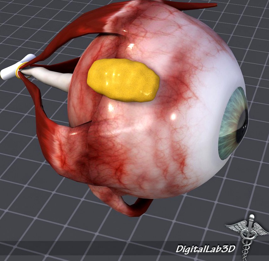 Human Eye Anatomy3d model