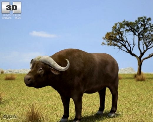 African Buffalo (Syncerus Caffer)3d model