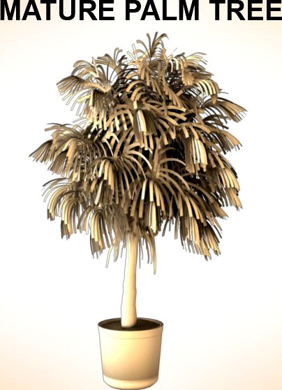 Mature Palm3d model