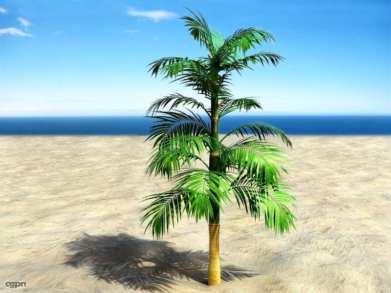 Palm # 63d model
