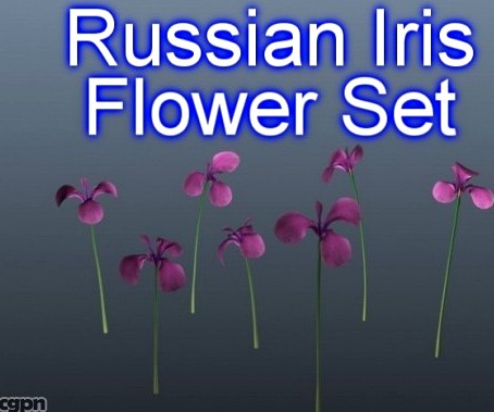 Russian Iris Set 0013d model