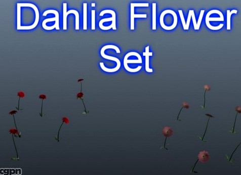 Dahlia Flower Set 0013d model
