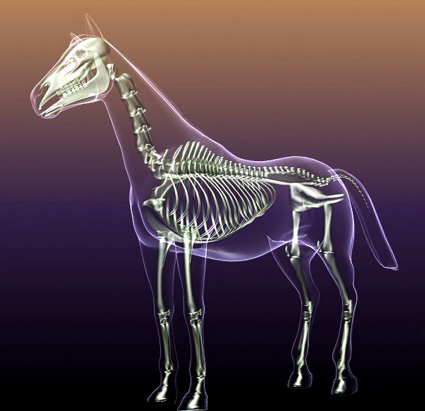 Horse Skeleton Anatomy in Body3d model