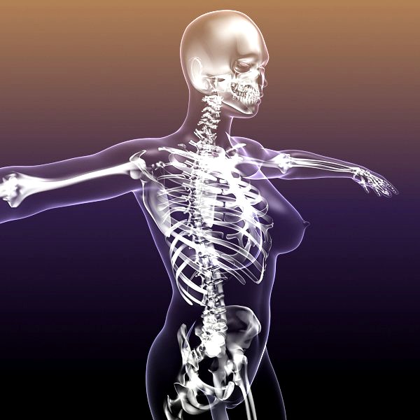 Female Skeleton in transparent Woman Body3d model