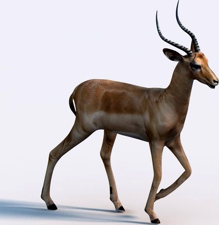 Impala3d model