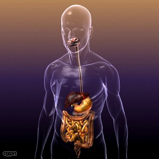 Digestive System in a Human Body3d model