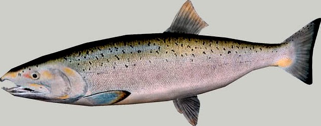 Salmon - Lohi