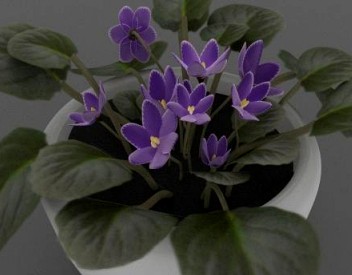 Violet