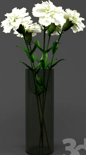 Carnation