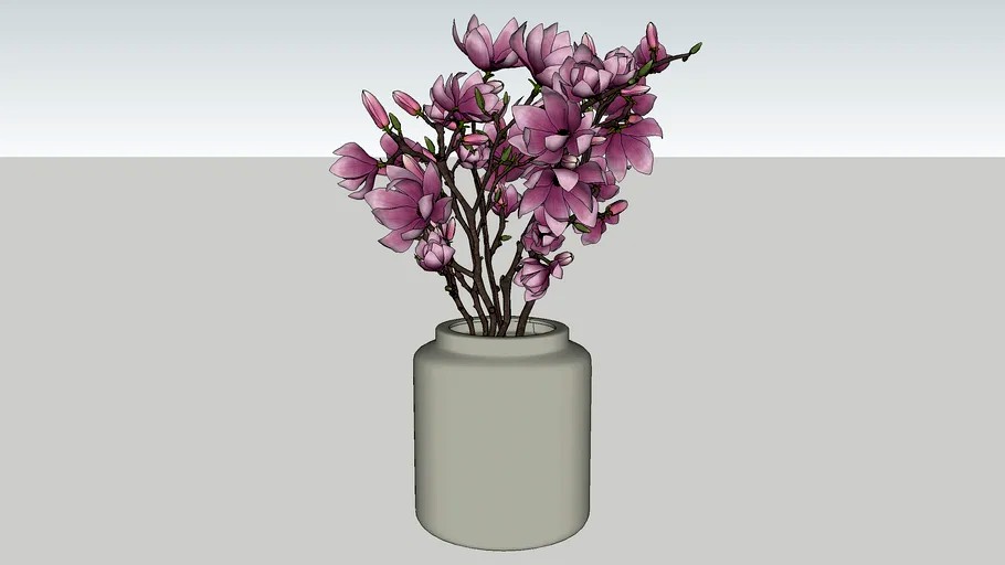 Magnolia in pot