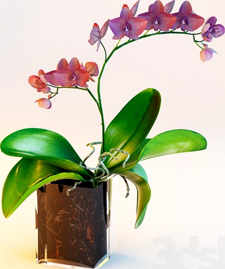 Phalaenopsis Orchid