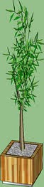 bambu mossô